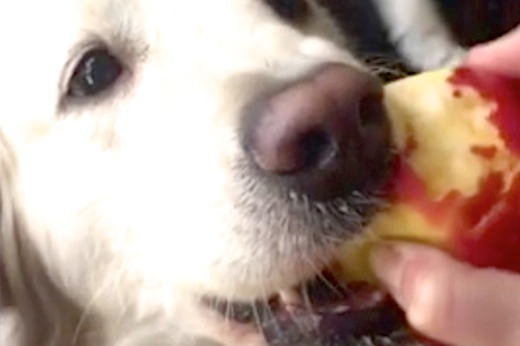 Golden Retriever eats an apple