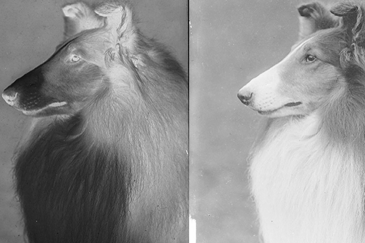 Tauskey Collie