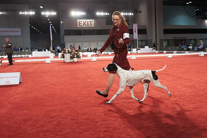 AKC/Royal Canin National All-Breed Puppy & Junior Stakes – American ...