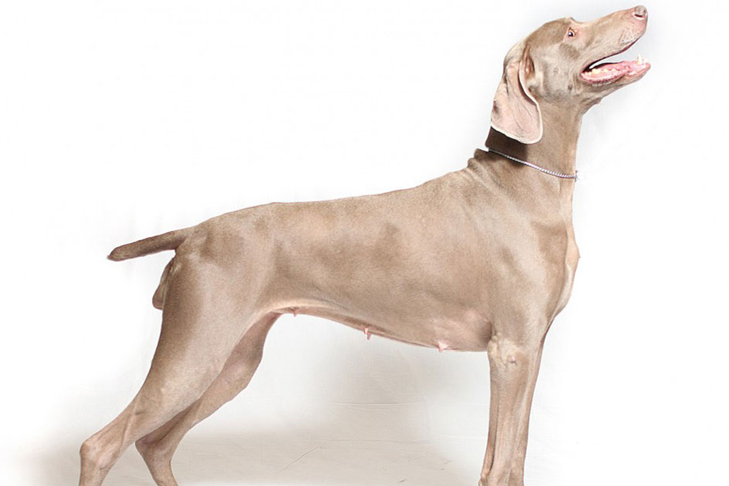 Weimaraner