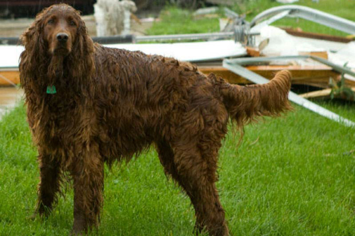 Disaster Dog