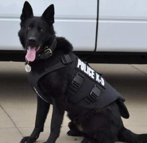 stephanie smith show dog leads