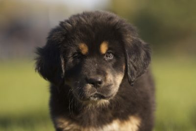 dog breeding