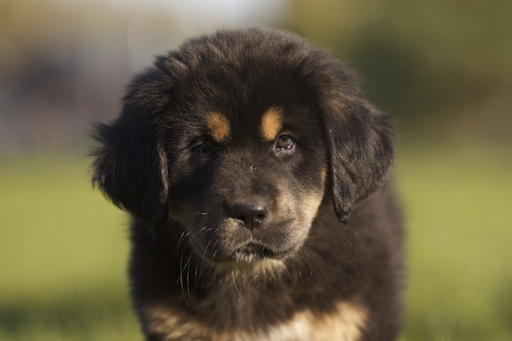 dog breeding