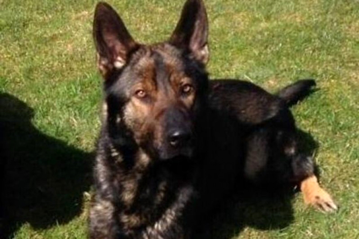 Mick German Shepherd Dog K9