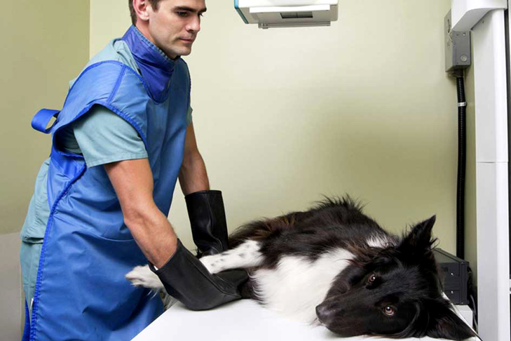 Dog getting an MRI