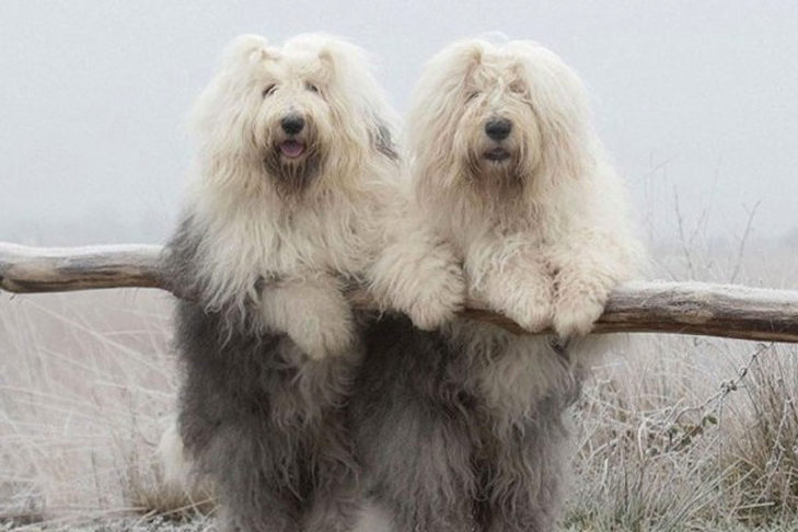 Old English Sheepdog Sisters