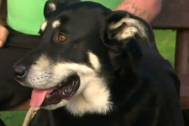 Oregon Service Dog