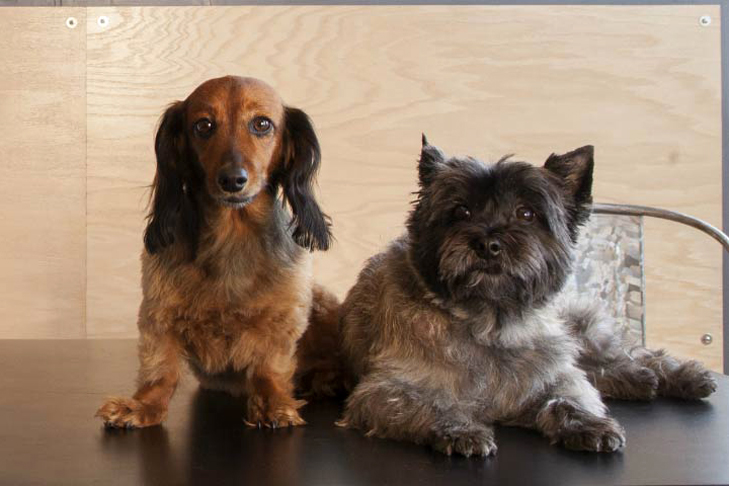K9-5 Office Dogs