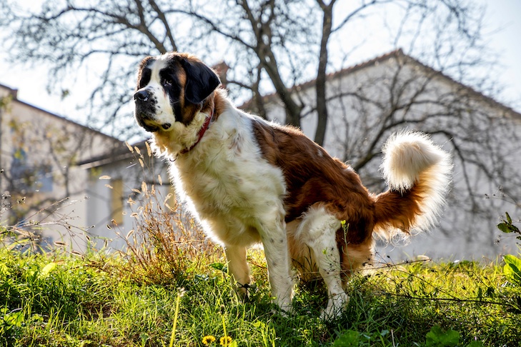 saint Bernard dog is pooping in field