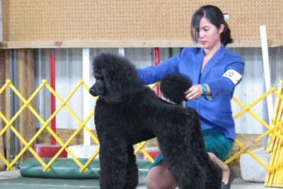 black-poodle-nicole-sugar.jpg