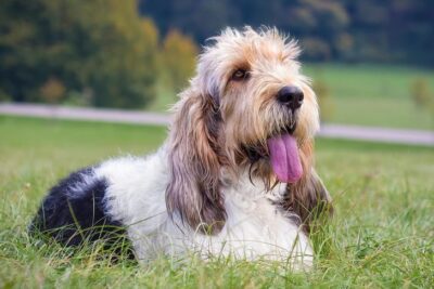 Grand Basset Griffon Vendeen laying down in the grass.