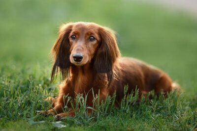 Dachshund laying down in the grass.