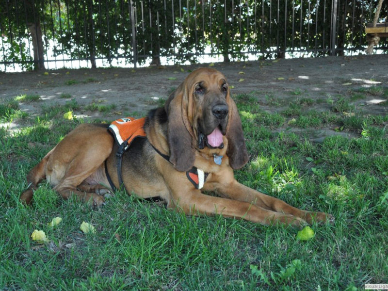 bloodhound rescues near me