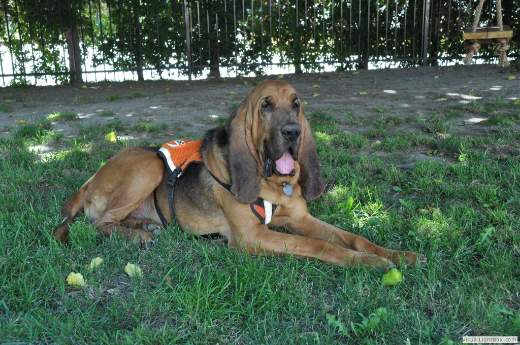 Inspector Gadget is a Winning Search & Rescue Dog - American Kennel Club (blog) 1 Inspector Gadget is a Winning Search & Rescue Dog - American Kennel Club (blog) 1