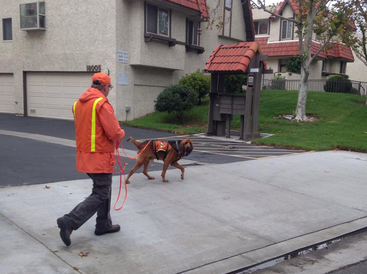 search and rescue bloodhound