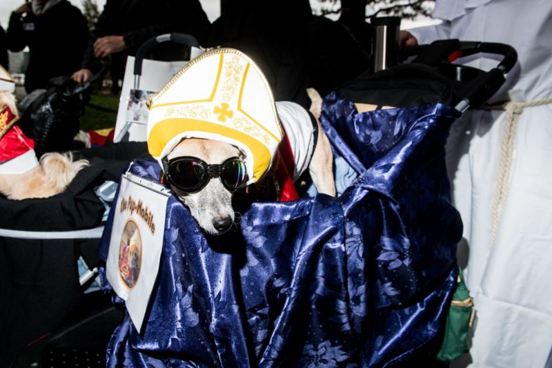 25 Best Dog Costumes from the Tompkins Square Halloween Dog Parade.