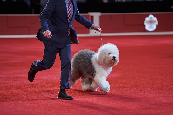 Herding Group First and Best of Breed: GCHG CH Bagatelle Moonlight Drive, Old English Sheepdog, handled by Clifford Steele; Best in Show judging at the 2019 AKC National Championship presented by Royal Canin, Orlando, FL.