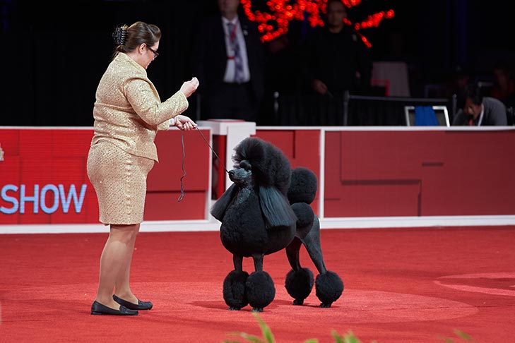Reserve Best in Show, Non-Sporting Group First, and Best of Breed: GCHP CH Stone Run Afternoon Tea, Standard Poodle, handled by Chrystal Murray; Best in Show judging at the 2019 AKC National Championship presented by Royal Canin, Orlando, FL.