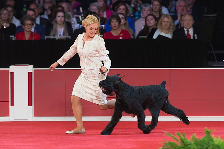 Working Group First and Best of Breed: GCHG CH Ingebar's Tynan Dances With Wildflowers, Giant Schnauzer, handled by Katie Bernardin; Best in Show judging at the 2019 AKC National Championship presented by Royal Canin, Orlando, FL.
