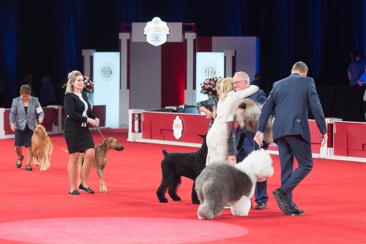 2019 Best in Show GCH CH Pequest Wasabi (Wasabi), Pekingese, handled by David Fitzpatrick; Best in Show awards presentation at the 2019 AKC National Championship presented by Royal Canin, Orlando, FL.