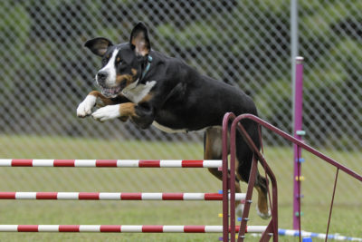 Ollie, a Greater Swiss Mountain Dog