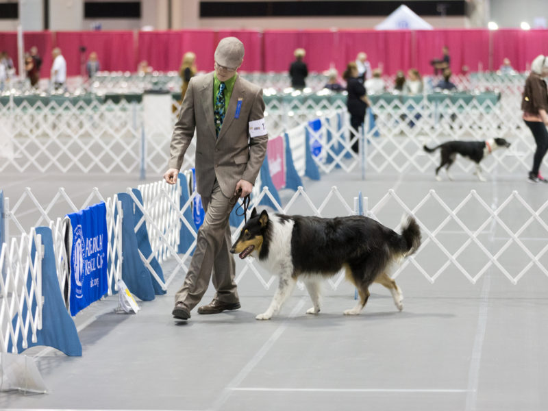 ANC-2017- Juniors-Obedience