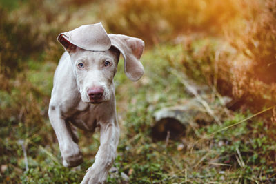 Two months old Weimaraner running in the forest.