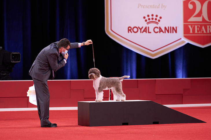 Sporting Group First and Best of Breed: CH Kan Trace Very Cheeky Chic, Lagotto Romagnolo; Best in Show lineup at the 2020 AKC National Championship presented by Royal Canin, Orlando, FL.