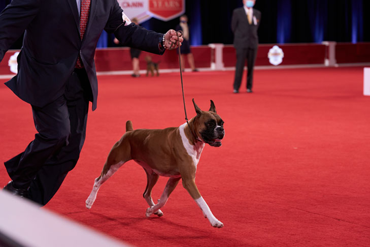 Working Group First and Best of Breed: GCHP2 CH Cinnibon's Bedrock Bombshell (Wilma), Boxer; Best in Show lineup at the 2020 AKC National Championship presented by Royal Canin, Orlando, FL.