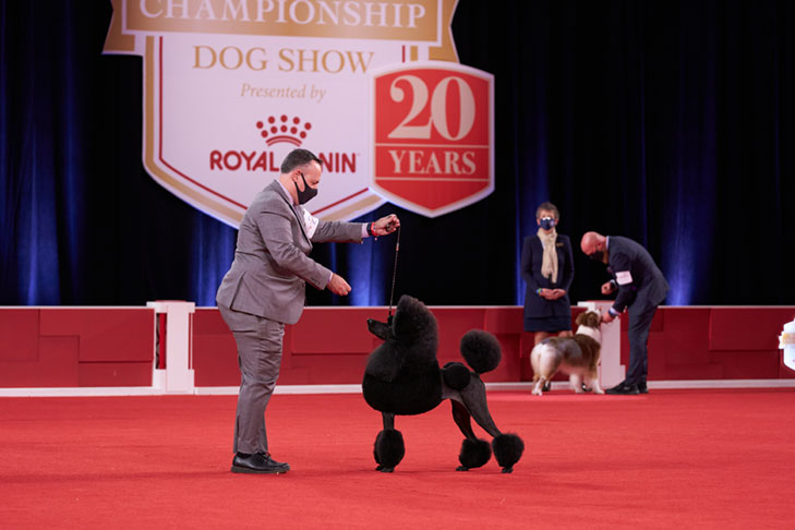 Non-Sporting Group First and Best of Breed: CHB CH Hightide Tarquin Venus, Standard Poodle; Best in Show lineup at the 2020 AKC National Championship presented by Royal Canin, Orlando, FL.