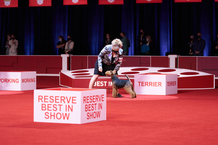 Terrier Group First and Best of Breed: GCHG CH Brightluck Money Talks, Welsh Terrier; Best in Show lineup at the 2020 AKC National Championship presented by Royal Canin, Orlando, FL.