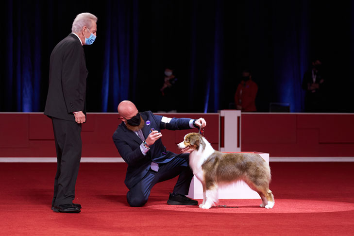 Herding Group First and Best of Breed: GCHS CH Stonehaven Bayshore Secret Sauce, Australian Shepherd; Best in Show lineup at the 2020 AKC National Championship presented by Royal Canin, Orlando, FL.