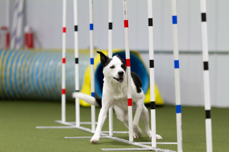 akc agility invitational 2018