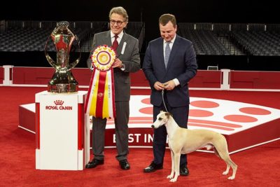 Best in Show and Best Bred By Exhibitor in Show: GCHP CH Pinnacle Tennessee Whiskey (Whiskey), Whippet; 2018 AKC National Championship presented by Royal Canin, Orlando, FL.