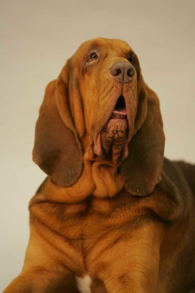 hound dog hairdressing