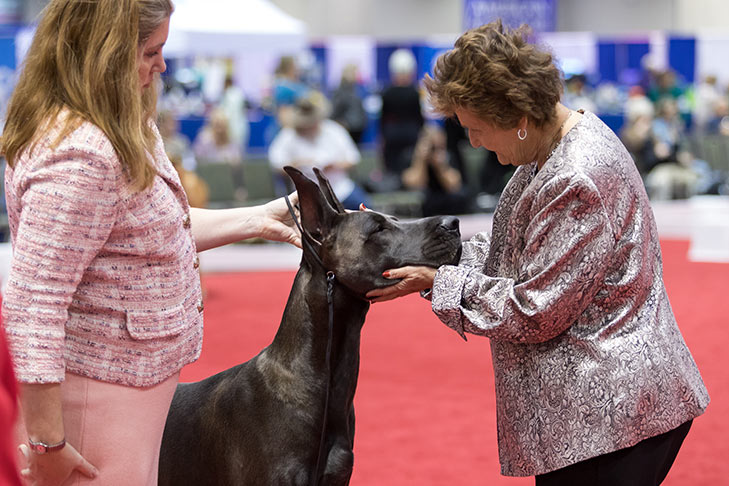 akc breed standings 2018