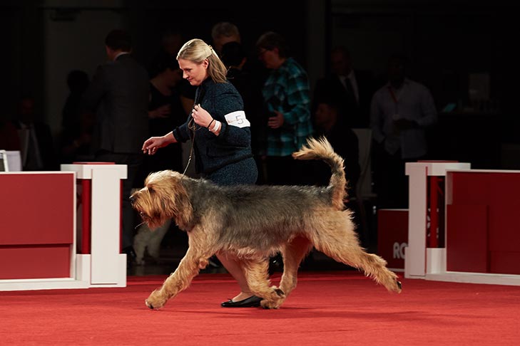 Best of Breed: GCH CH Dekenchar's Howlaway's Leader Of The Pack, Otterhound; Hound Group judging at the 2018 AKC National Championship presented by Royal Canin.