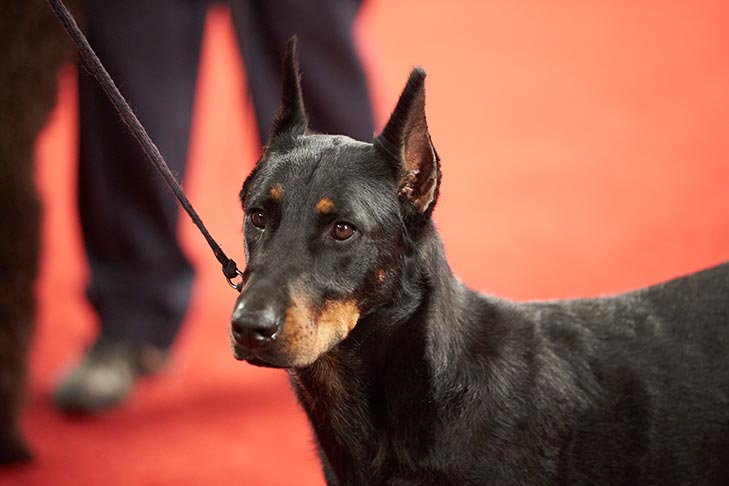 Best of Breed: GCH CH Jaguar Noir Des Monts Du Lac, Beauceron; Herding Group judging at the 2018 AKC National Championship presented by Royal Canin.