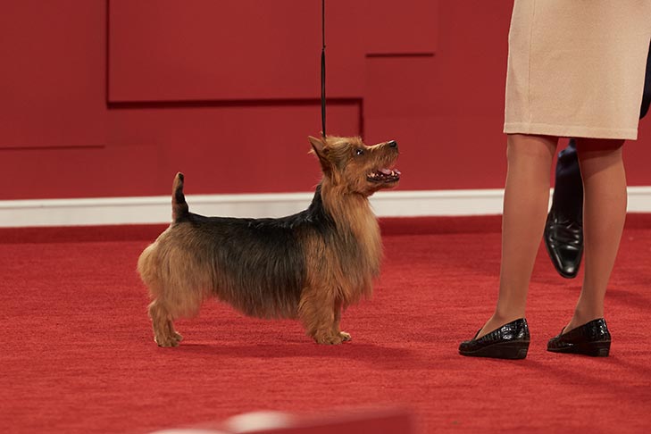 Best of Breed: GCHG CH Temora Say It With Bacon, Australian Terrier; Terrier Group judging at the 2018 AKC National Championship presented by Royal Canin.
