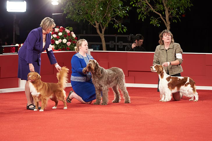 Right to left: Best of Breed: GCH CH Brynwood's Have A Field Day TKN, Nova Scotia Duck Tolling Retriever; Best of Breed: CH Barba Bagnata Breda L'Arma Segreta CGC, Spinone Italiano; and Best of Breed: GCH CH Rolyart's Let's Have A Party, Welsh Springer Spaniel; Sporting Group judging at the 2018 AKC National Championship presented by Royal Canin, Orlando, FL.