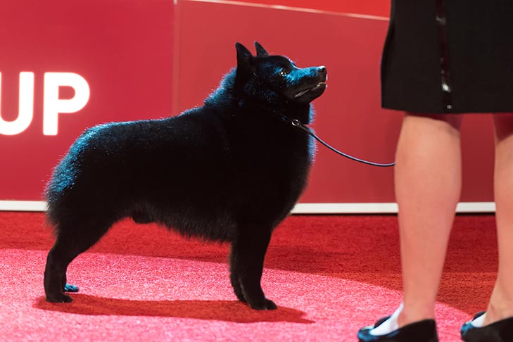 Non-Sporting Group Second and Best of Breed: GCHP CH Rivendel's Barefoot Bandit (Colton), Schipperke handled by Christa Cook; 2018 AKC National Championship presented by Royal Canin, Orlando, FL.