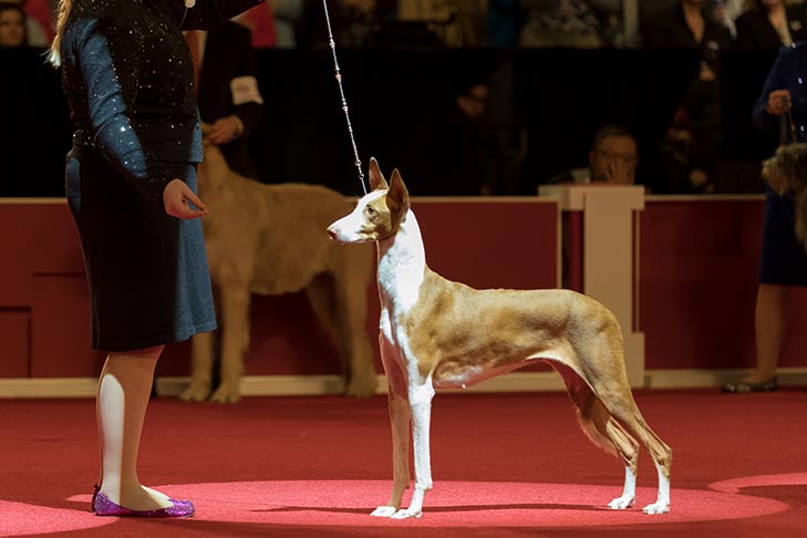 Hound Group Third, Best of Breed, Best Bred By in Breed: GCHG CH Abbaio Dream With Your Eyes Open SC (Iris), Ibizan Hound; 2018 AKC National Championship presented by Royal Canin, Orlando, FL.