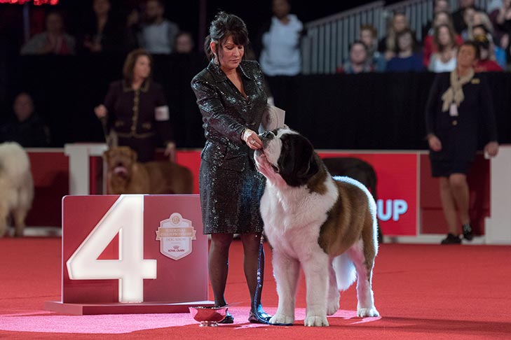 Working Group Fourth and Best of Breed: GCHP CH Elba's Aristo Presto BN RN CGCA (Aristo), Saint Bernard; 2018 AKC National Championship presented by Royal Canin, Orlando, FL.
