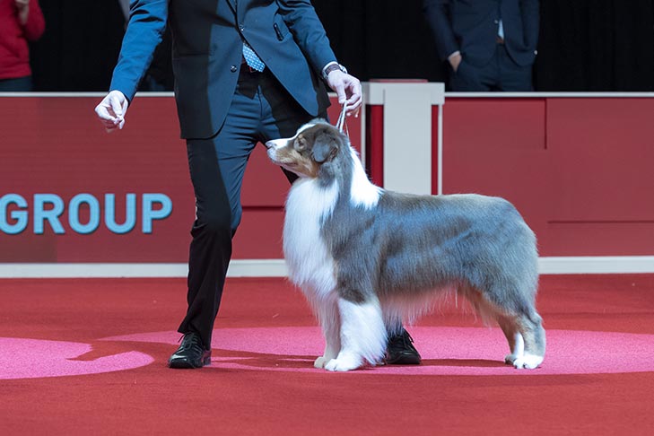 Herding Group Third, Bred By Exhibitor Herding Group First, Best Bred By in Breed, and Best of Breed: GCHP CH Silverwood's Kiss Of Fire At Limelite, Australian Shepherd; 2018 AKC National Championship presented by Royal Canin, Orlando, FL.