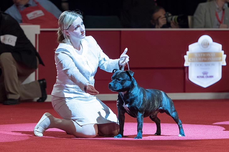 Terrier Group Third and Best of Breed: GCHS CH Lackyle Bairille Dubailt, Staffordshire Bull Terrier; Terrier Group judging at the 2018 AKC National Championship presented by Royal Canin.