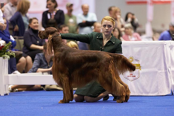 First place finalist Mary Claire Ctibor handling GCHS CH Beaubriar's Best Kept Secret (Irish Setter).
