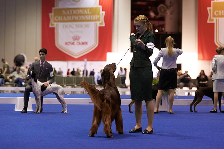 First place finalist Mary Claire Ctibor handling GCHS CH Beaubriar's Best Kept Secret (Irish Setter).