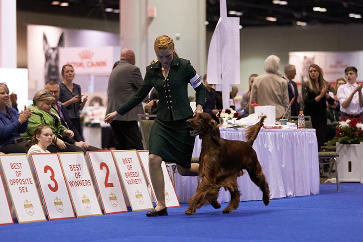 First place finalist Mary Claire Ctibor handling GCHS CH Beaubriar's Best Kept Secret (Irish Setter).