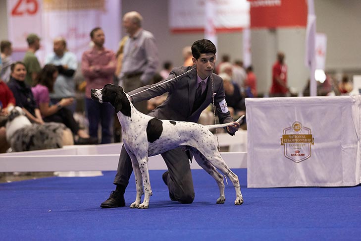 Third place finalist Cortlund Towell handling a Pointer.